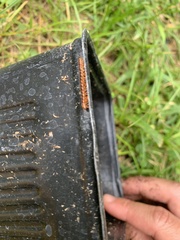 Helicorthomorpha holstii