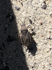 Hypselonotini