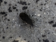 Hypselonotini