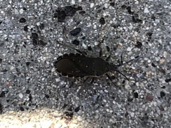 Hypselonotini