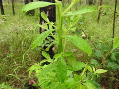 Pterocaulon redolens