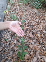 Cyanthillium cinereum