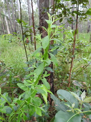 Pterocaulon redolens