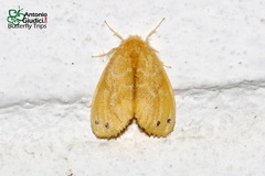 Artaxa digramma