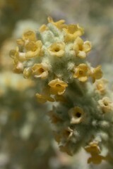 Buddleja utahensis