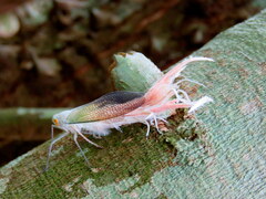 Pterodictya reticularis