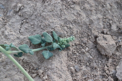 Chenopodium vulvaria