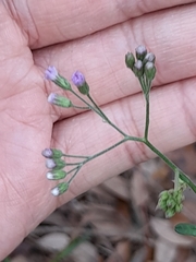 Cyanthillium cinereum