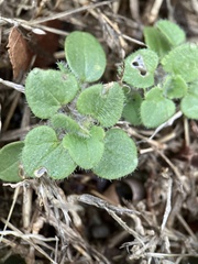 Veronica hederifolia