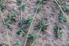 Chenopodium vulvaria