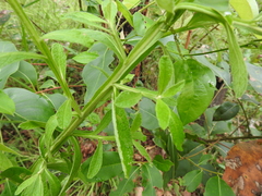 Pterocaulon redolens