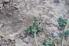 Chenopodium vulvaria