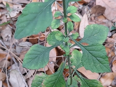 Cyanthillium cinereum