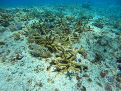 Acropora cervicornis