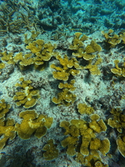 Acropora palmata