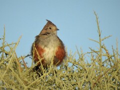 Rhinocrypta lanceolata