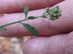 Cyanthillium cinereum