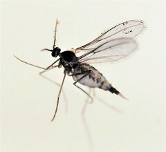 Cecidomyiinae