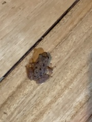 Pristimantis unistrigatus