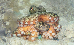 Octopus djinda