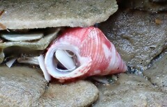 Prothalotia pulcherrima