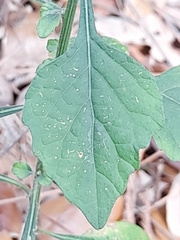 Cyanthillium cinereum