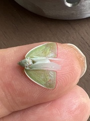 Colgaroides acuminata