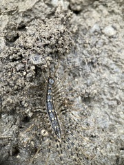 Thereuonema tuberculata