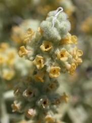 Buddleja utahensis