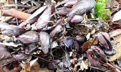 Brachidontes rostratus
