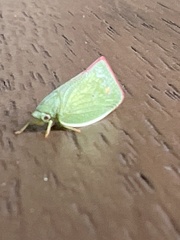 Colgaroides acuminata