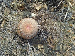Echinocereus pectinatus pectinatus