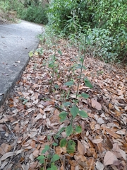 Cyanthillium cinereum