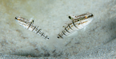 Amblygobius phalaena