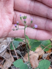 Cyanthillium cinereum