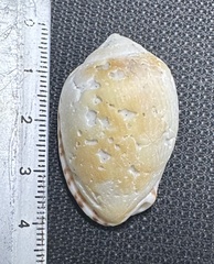 Cypraecassis testiculus