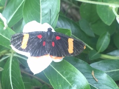 Melanis electron