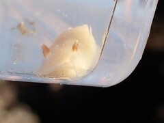 Cadlina flavomaculata