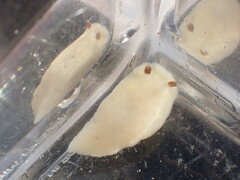 Cadlina flavomaculata