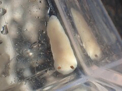 Cadlina flavomaculata