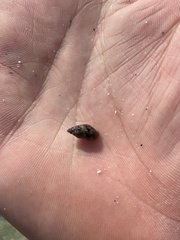 Atrimitra idae