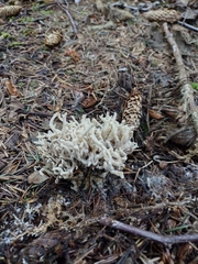 Clavulina cinerea