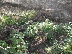 Hesperocnide tenella