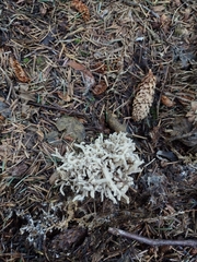 Clavulina cinerea