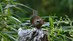 Scytalopus magellanicus