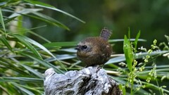 Scytalopus magellanicus