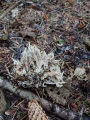 Clavulina cinerea