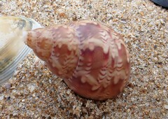 Phasianella australis
