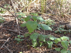 Hesperocnide tenella