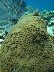 Montastraea cavernosa